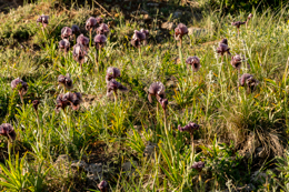 Al-Arz;Iris;Iris-Cedreti;Kaleidos;Kaleidos-images;Lebanon;Middle-East;Near-East;Proche-Orient;Tarek-Charara;Flowers;Endemic;Endangered-species;Endemic-species;Critically-endangered;Critically-endangered-species